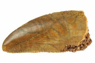 Serrated, Raptor Tooth - Real Dinosaur Tooth #333294