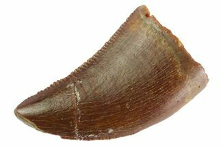 Serrated Raptor Tooth - Real Dinosaur Tooth #333299