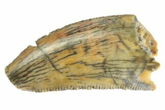 Serrated, Raptor Tooth - Real Dinosaur Tooth #333300