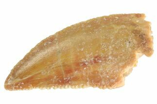 Serrated, Raptor Tooth - Real Dinosaur Tooth #333305