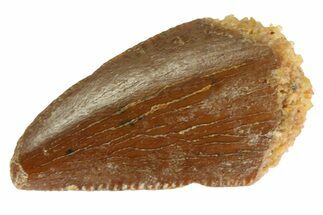 Serrated Raptor Tooth - Real Dinosaur Tooth #333318