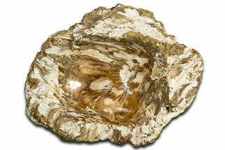 Polished Petrified Wood Soap Dish - Madagascar #346940