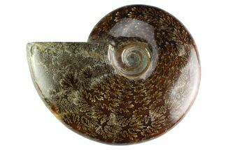 Polished Cretaceous Ammonite (Cleoniceras) Fossil - Madagascar #339077