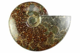 Polished Cretaceous Ammonite (Cleoniceras) Fossil - Madagascar #339080