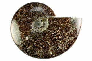 Polished Cretaceous Ammonite (Cleoniceras) Fossil - Madagascar #339082