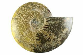 Polished Cretaceous Ammonite (Cleoniceras) Fossil - Madagascar #339083