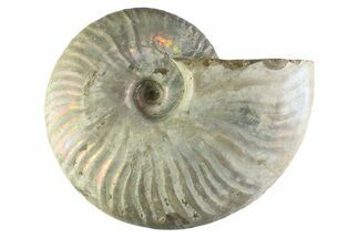 Silver Iridescent Ammonite (Cleoniceras) Fossil - Madagascar #345599