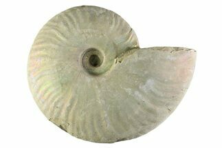 Silver Iridescent Ammonite (Cleoniceras) Fossil - Madagascar #345600