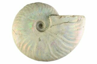 Silver Iridescent Ammonite (Cleoniceras) Fossil - Madagascar #345601