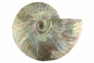 Silver Iridescent Ammonite (Cleoniceras) Fossil - Madagascar #345602