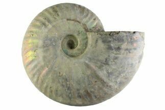Silver Iridescent Ammonite (Cleoniceras) Fossil - Madagascar #345608