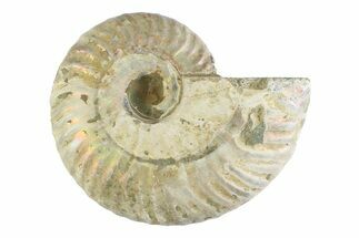 Silver Iridescent Ammonite (Cleoniceras) Fossil - Madagascar #346735
