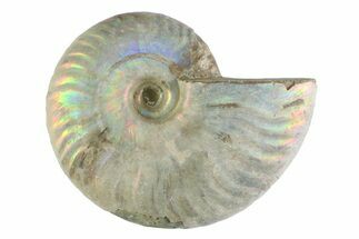 Silver Iridescent Ammonite (Cleoniceras) Fossil - Madagascar #346737