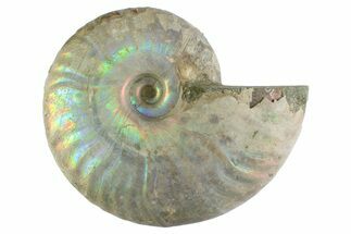 Silver Iridescent Ammonite (Cleoniceras) Fossil - Madagascar #346739