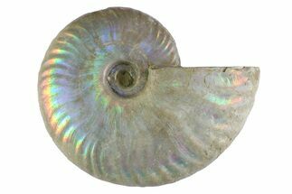 Silver Iridescent Ammonite (Cleoniceras) Fossil - Madagascar #346743