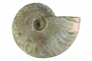 Silver Iridescent Ammonite (Cleoniceras) Fossil - Madagascar #346744
