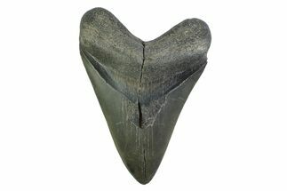 Fossil Megalodon Tooth From Georgia - Repaired #338671
