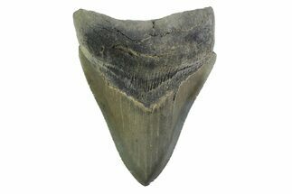 Serrated, Fossil Megalodon Tooth - Georgia #338672