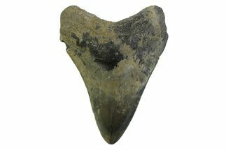 Serrated, Fossil Megalodon Tooth - Georgia #338675