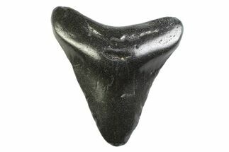 Bargain, Juvenile Megalodon Tooth - Georgia #338780