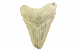 Serrated, Fossil Megalodon Tooth - Georgia #338782