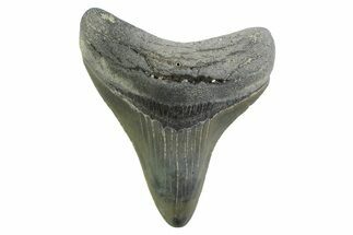 , Fossil Megalodon Tooth - Georgia #338785