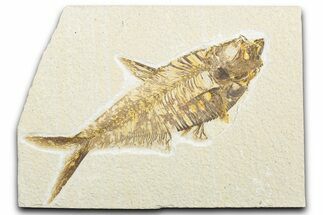 Detailed Fossil Fish (Diplomystus) - Wyoming #346947