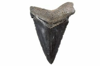 Serrated, Fossil Great White Shark Tooth - South Carolina #347036