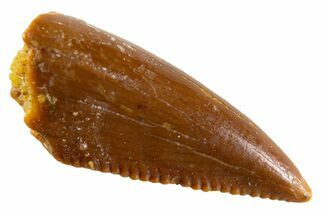 Serrated, Raptor Premaxillary Tooth - Real Dinosaur Tooth #346995