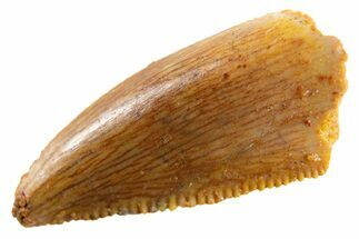 Serrated, Raptor Premaxillary Tooth - Real Dinosaur Tooth #346997