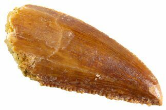 Serrated Raptor Tooth - Real Dinosaur Tooth #347004