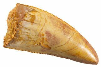 Serrated Raptor Tooth - Real Dinosaur Tooth #347008