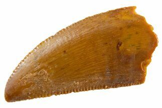 Serrated Raptor Tooth - Real Dinosaur Tooth #347013