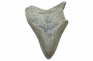 Bargain, , Fossil Megalodon Tooth - Georgia #338839