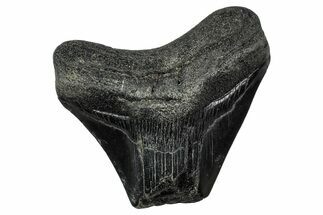 Bargain, , Fossil Megalodon Tooth - Georgia #338846