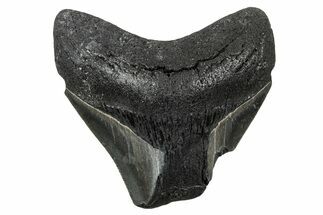 Bargain, , Fossil Megalodon Tooth - Georgia #338847