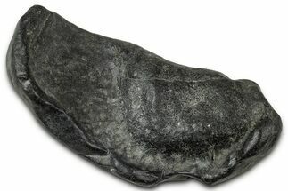Large Fossil Whale Ear Bone - South Carolina #346961