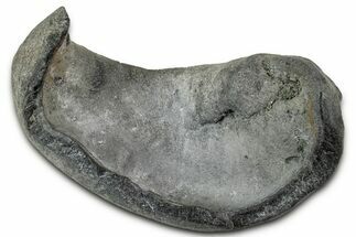 Large Fossil Whale Ear Bone - South Carolina #346963