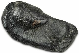 Large Fossil Whale Ear Bone - South Carolina #346969