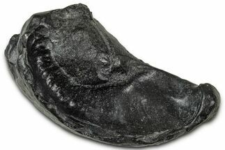 Large Fossil Whale Ear Bone - South Carolina #346976