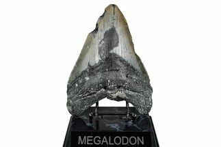 Bargain, Fossil Megalodon Tooth - North Carolina #347038