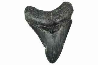 Fossil Megalodon Tooth - North Carolina #347042