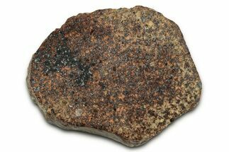 Chondrite Meteorite Section ( g) - NWA #347081