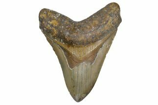 Fossil Megalodon Tooth - North Carolina #347109