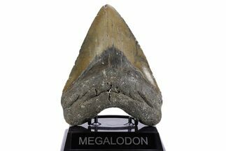 Fossil Megalodon Tooth - North Carolina #347119