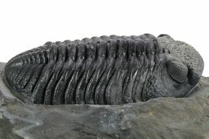 Excellent Spiny Drotops Armatus Trilobite - 4.35