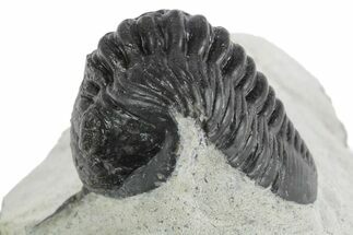 Morocconites Trilobite Fossil - Ofaten, Morocco #347296