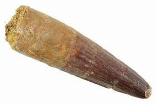 Fossil Spinosaurus Tooth - Feeding Worn Tip #347149