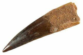 Fossil Spinosaurus Tooth - Real Dinosaur Tooth #347168