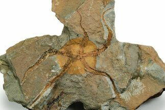 Detailed Ordovician Brittle Star (Ophiura) - Morocco #347348